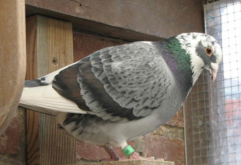 Sooty bindig mit bronze Binden Meulemans, seltenfarbige Brieftauben, bunte Brieftauben