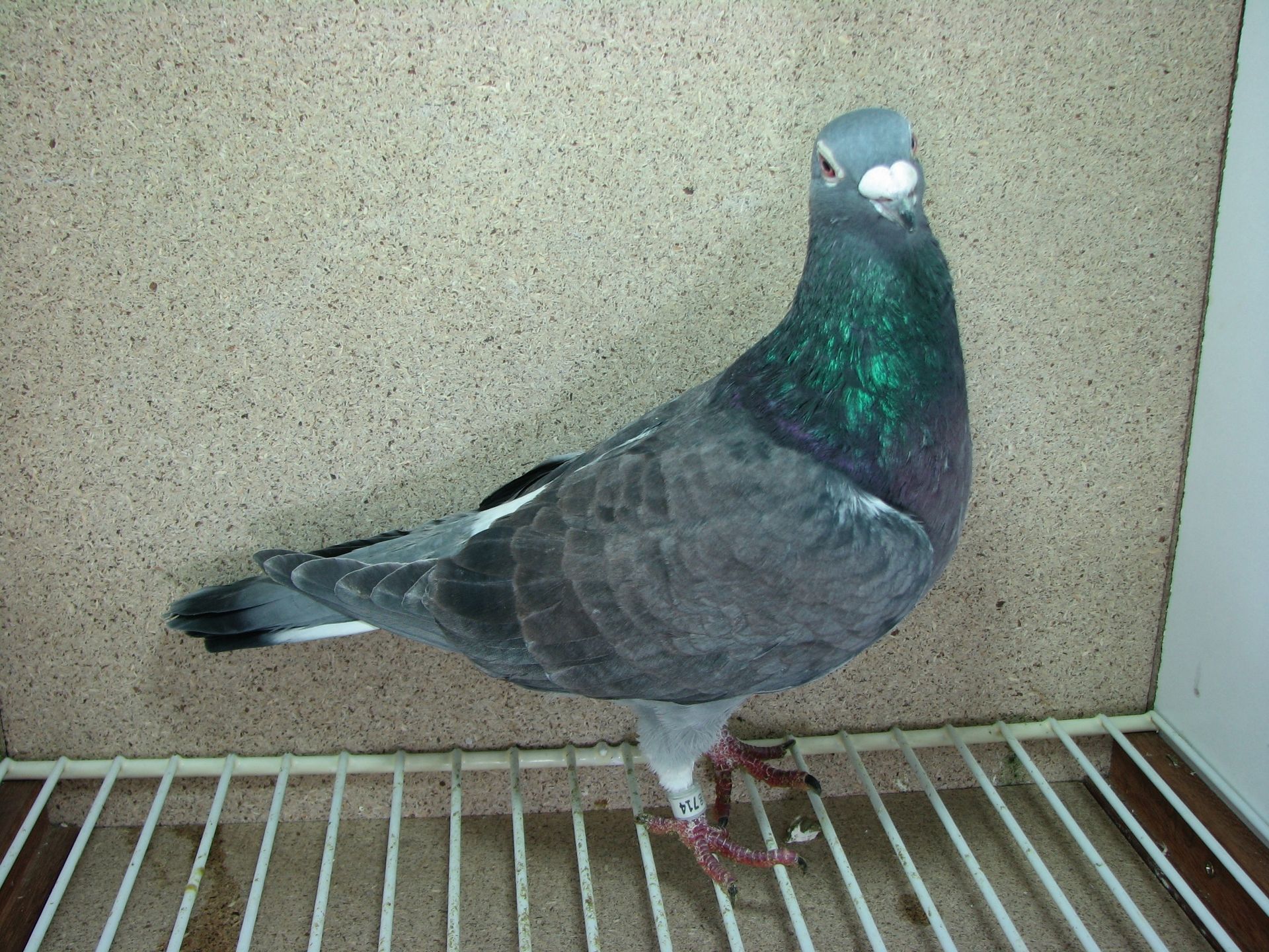 Rusty gehämmert in 2006 Rusty gehämmert, Rusty checker