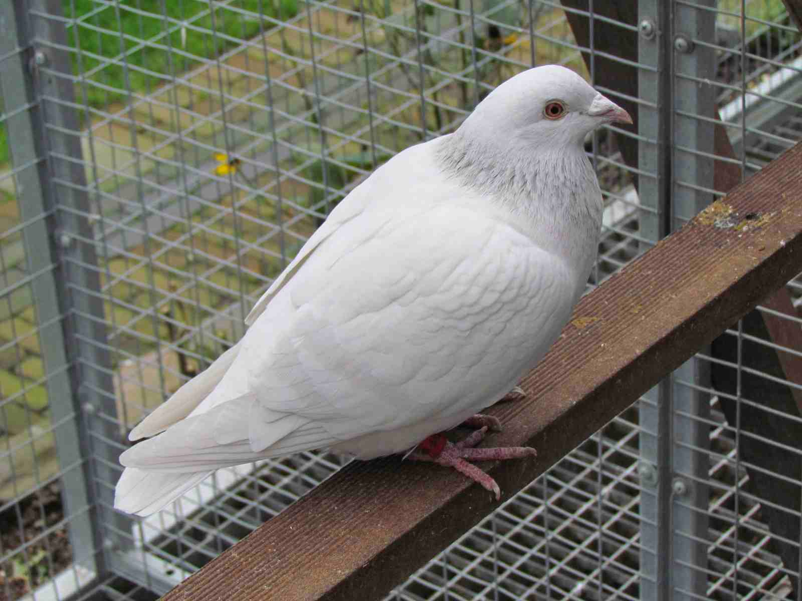 Milky auf Braunbindig