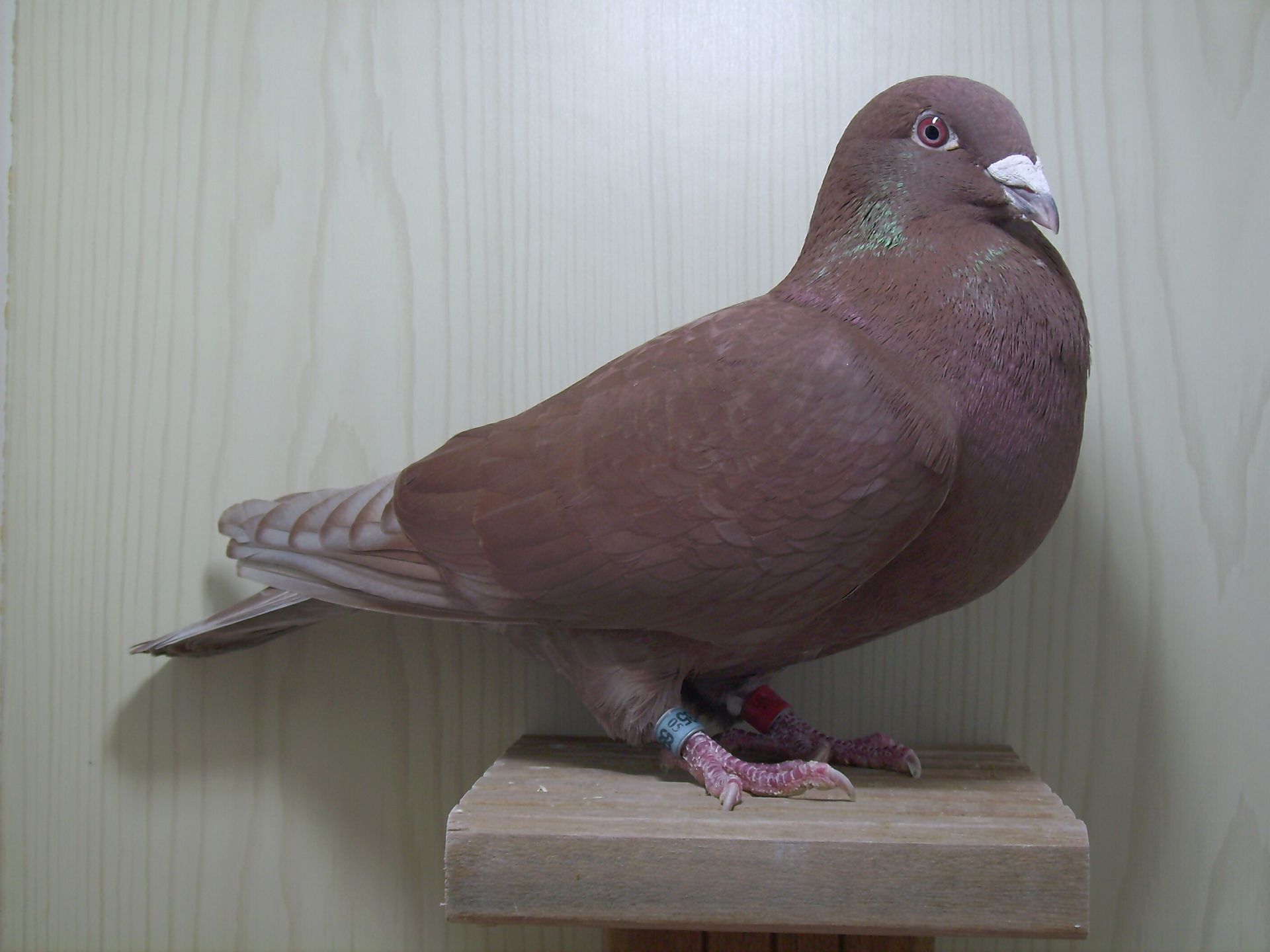 1.0 liba Rot mischerbig rez.Rot