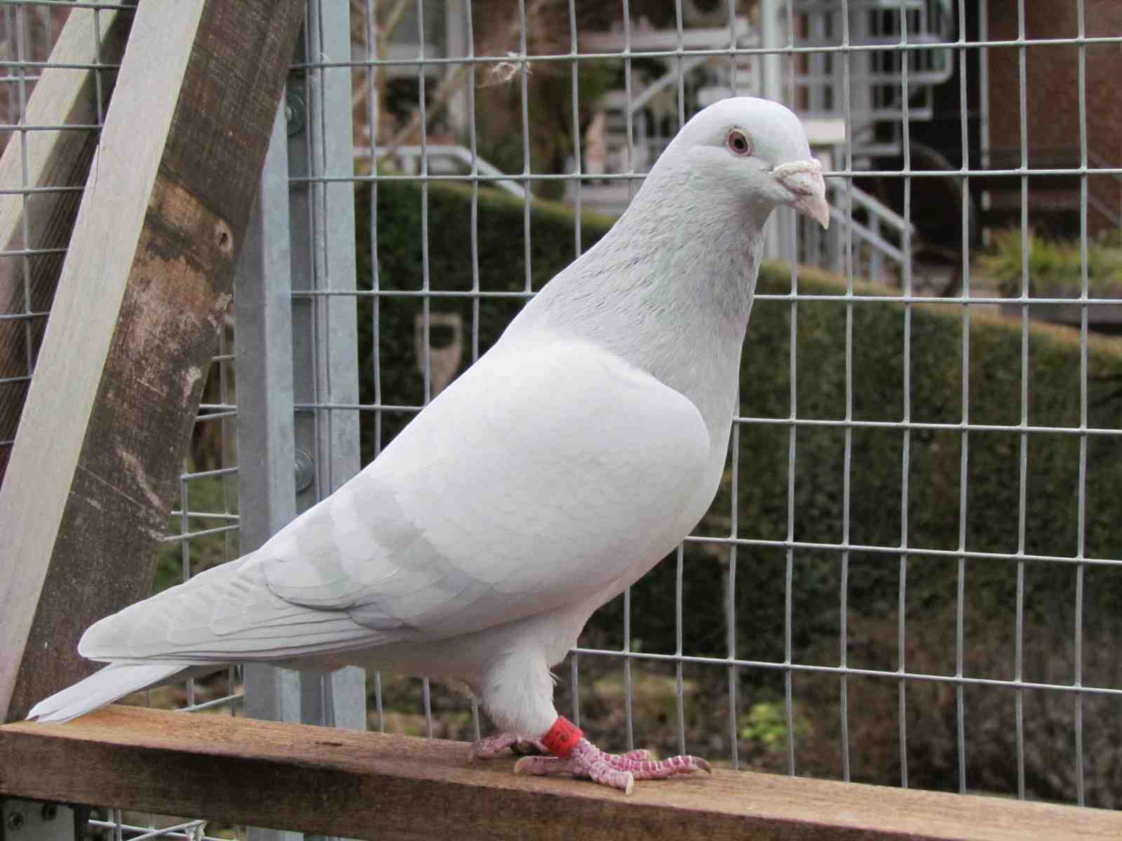 Milky bindig auf Blaubindig