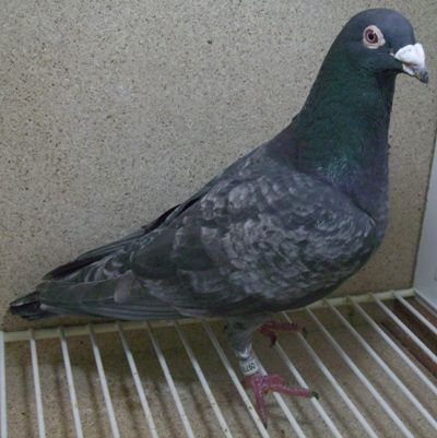 1.0 Rusty spread Rusty spread in 2000