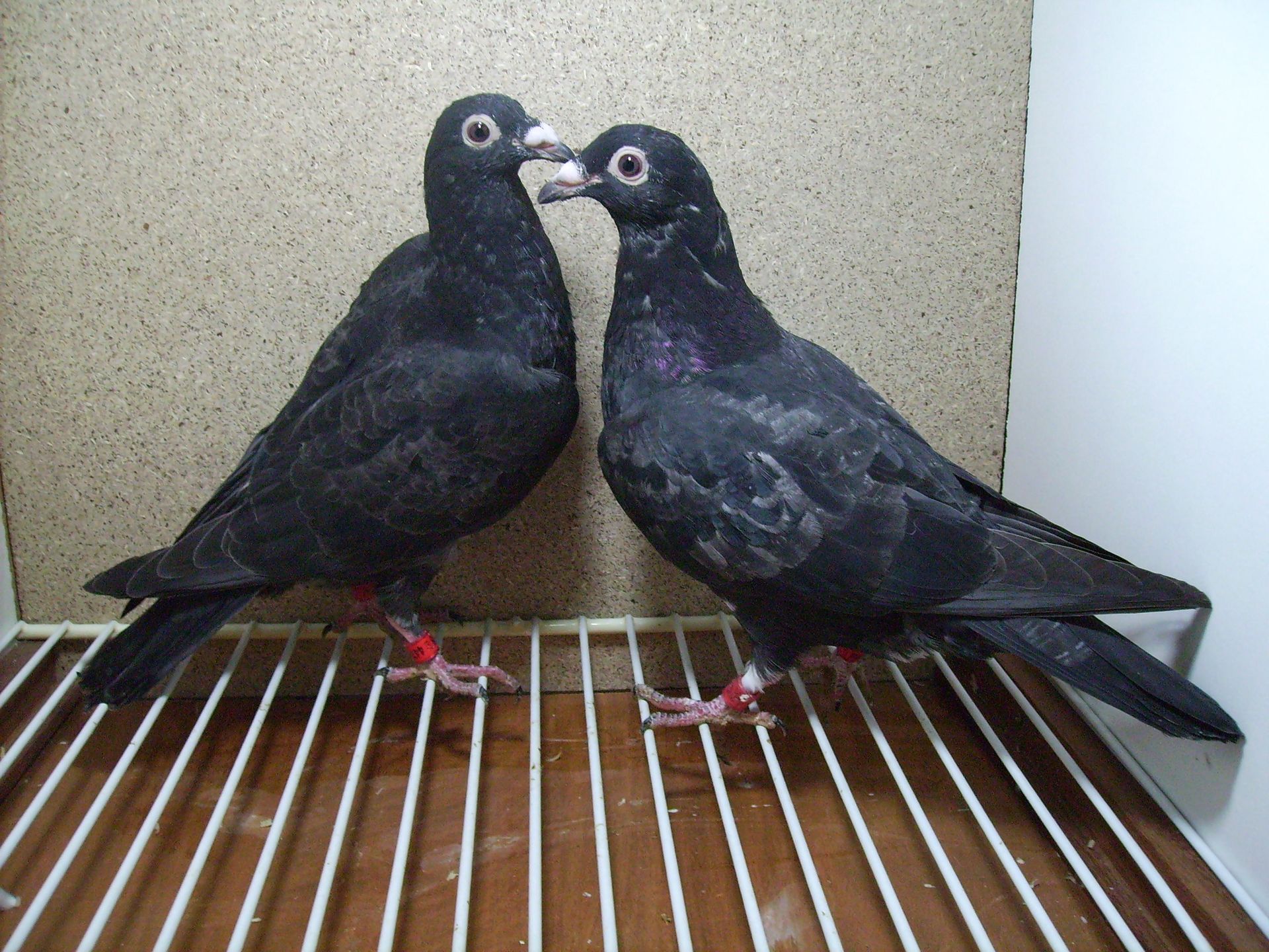 2 x 0.1 Jungtiere in der Mauser Jong rusty pigeons