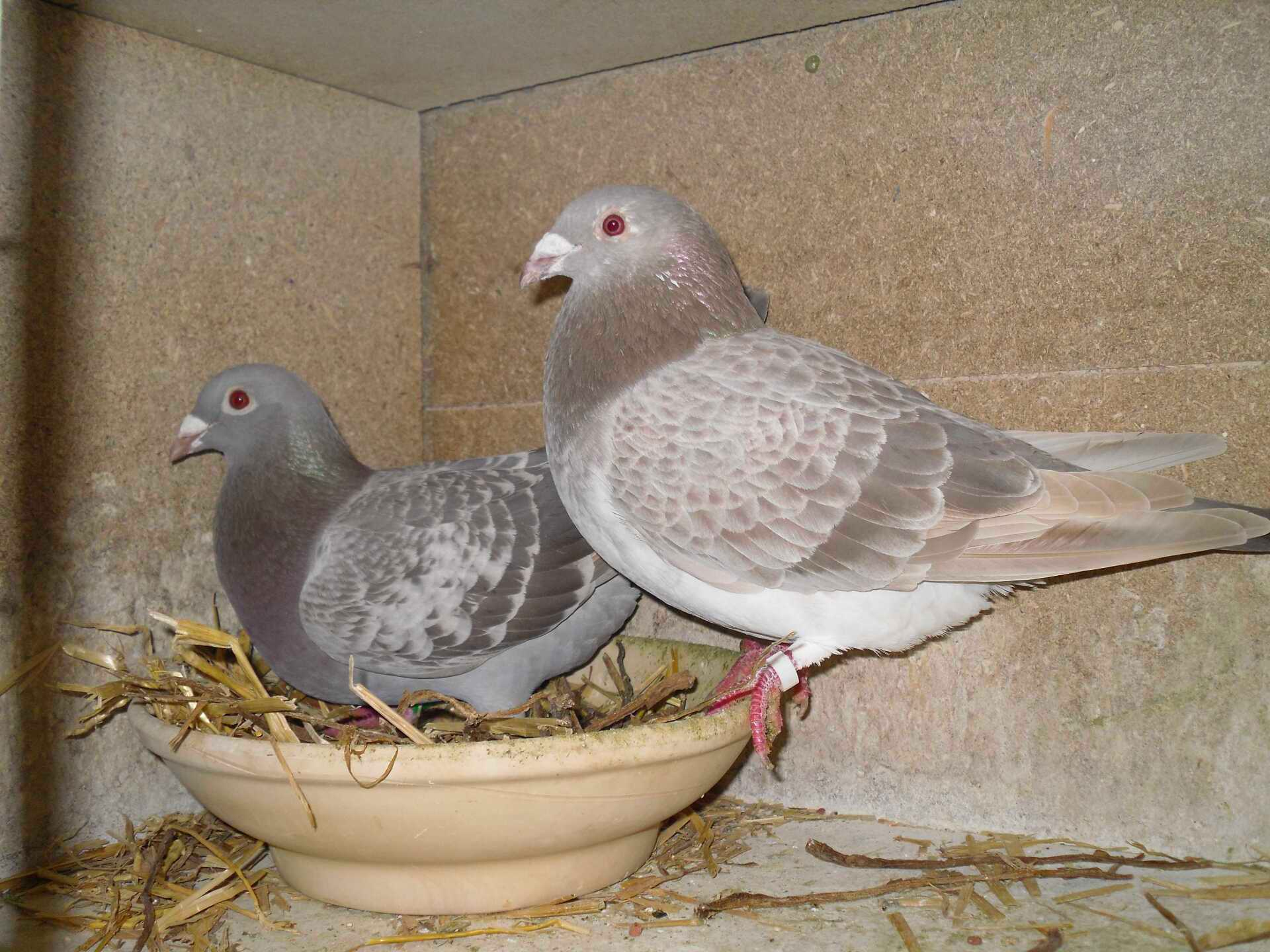 Braungehämmert und Braun Sooty Schimmel Braune Brieftauben, braune Tauben, braune Brieftauben, seltenfarbige Brieftauben