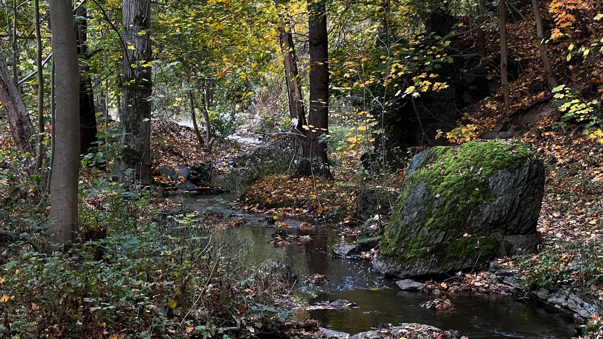 Foto Wald mit Bach und Weg