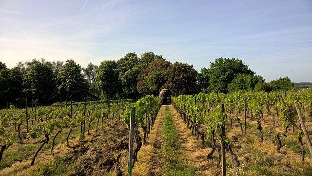 Entrümpelung in Rheinhessen Mainz bis Worms mit regionaler Erfahrung und professioneller Haushaltsauflösung