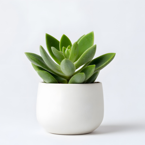 executive coaching for senior leaders with Kelley Johnson