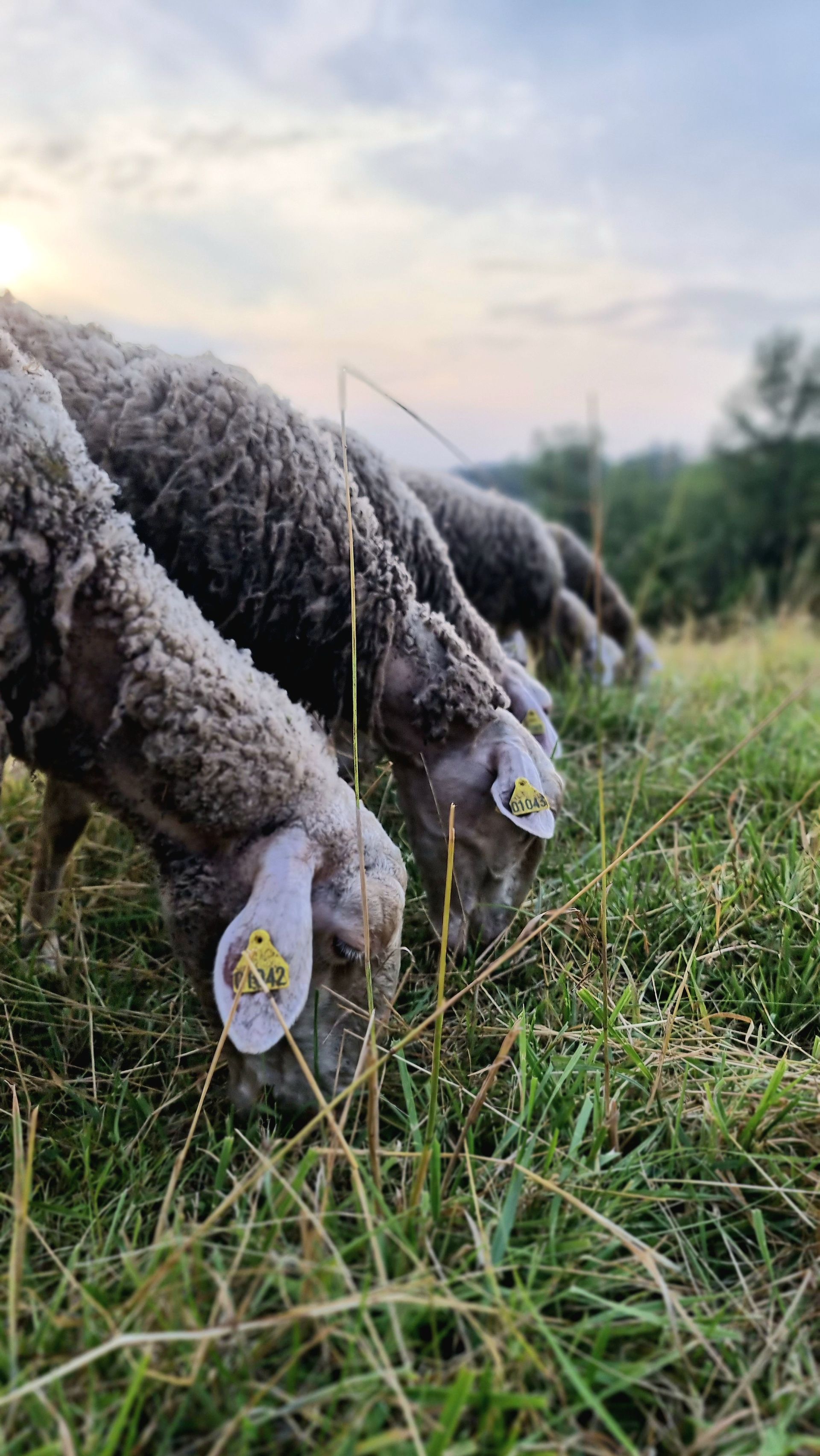 Brebis qui mangent Brebis qui mangent