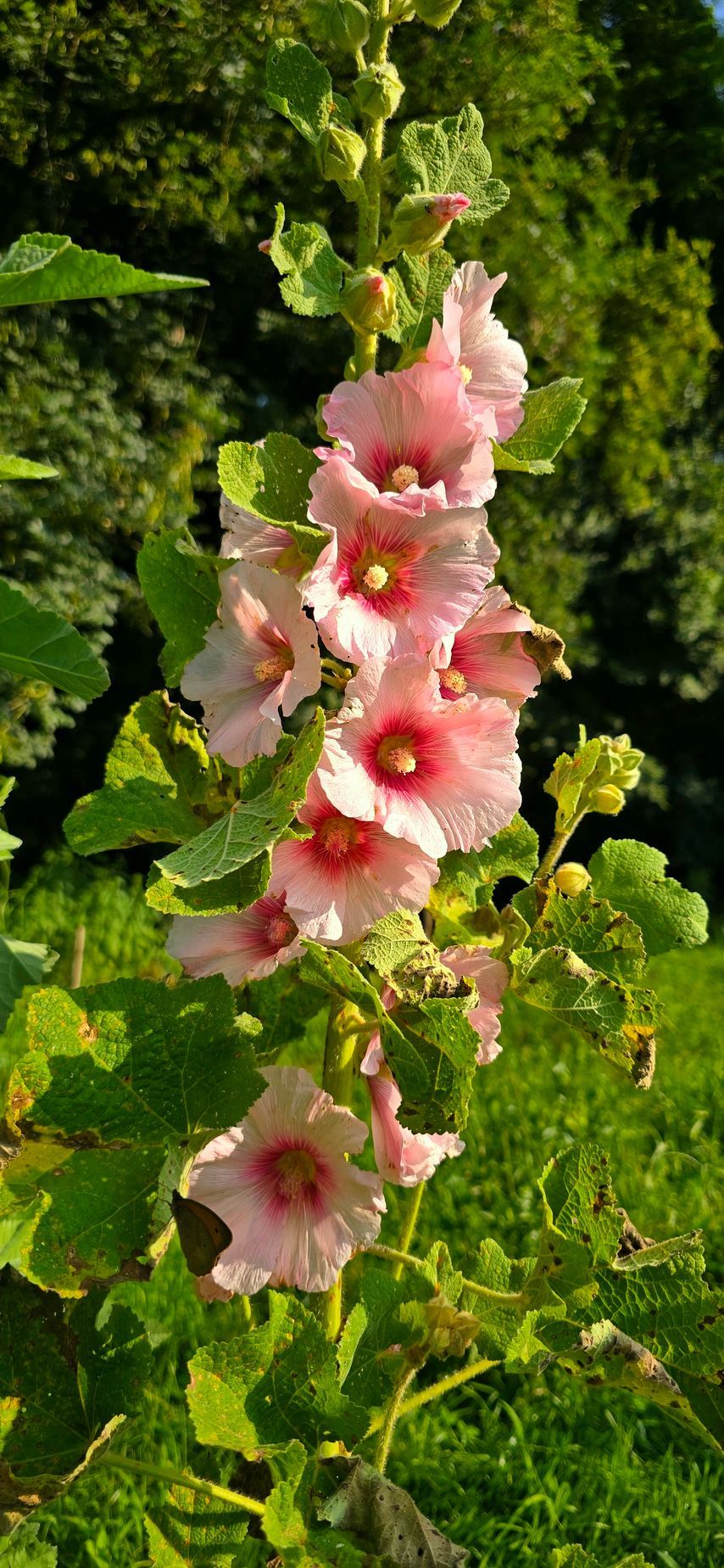 Côté séchoir : le jardin et les sauvages