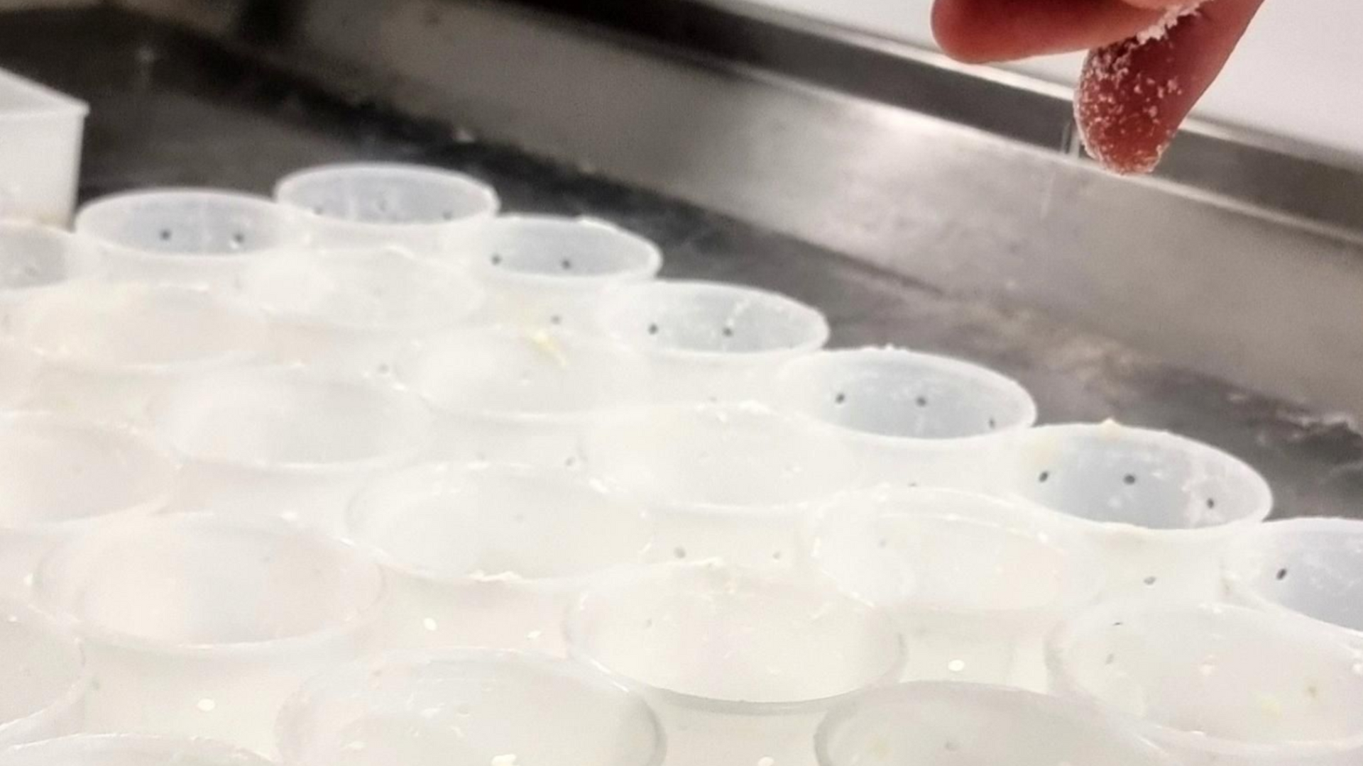 Côté fromagerie : du lait cru au fromage