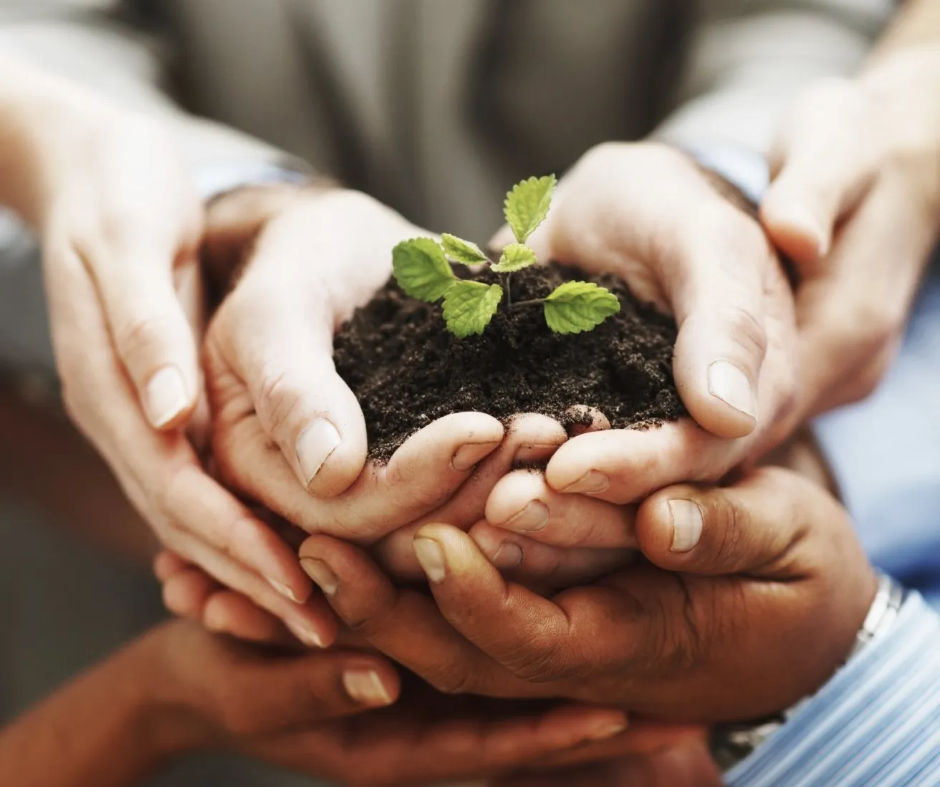 Qualitätsbäume als Erfolgsfaktor erhalten Sie bei uns Hände halten vorsichtig eine junge Hainbuche mit Erde
