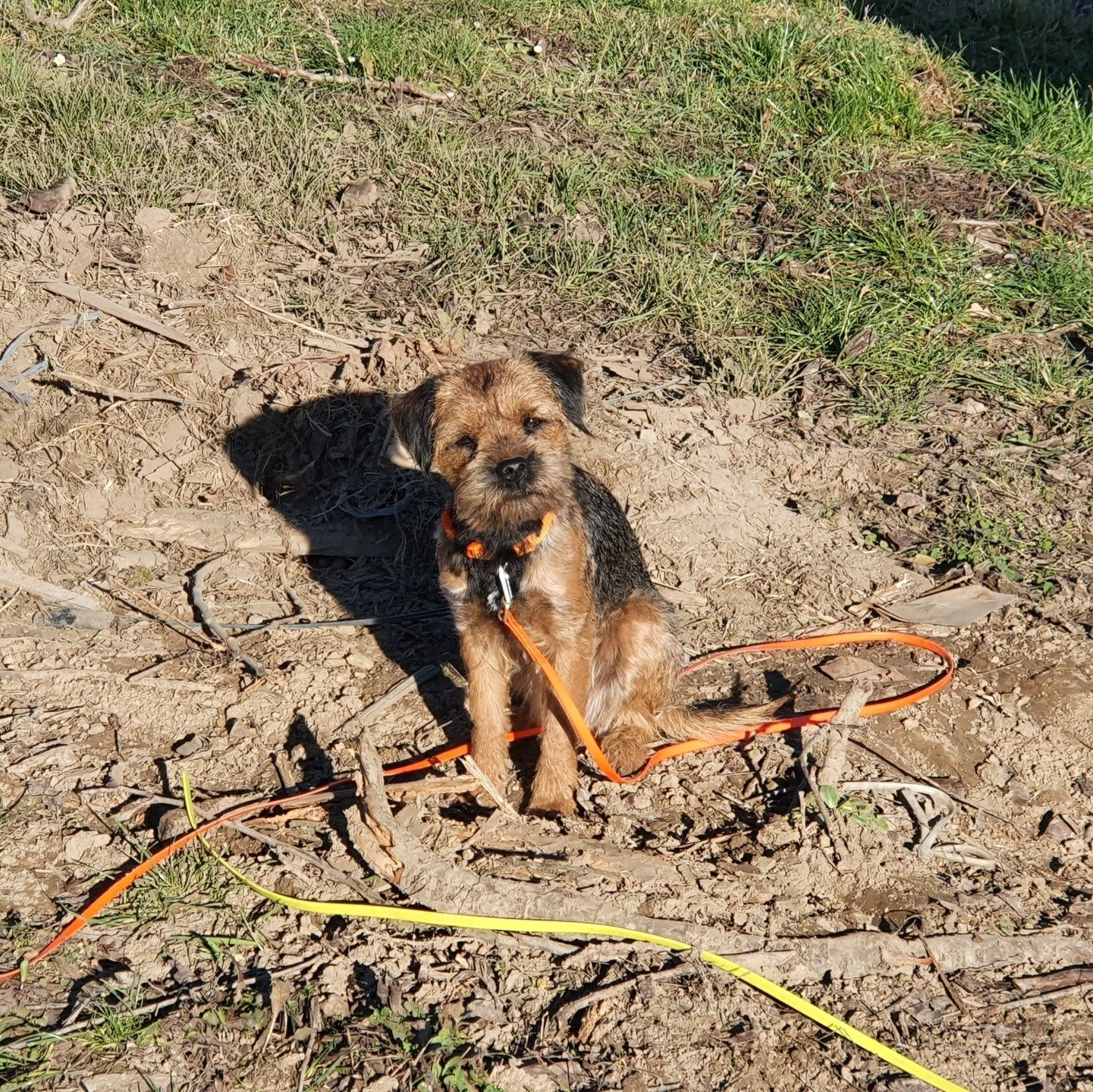 Trüffelhund: Border-Terrier Pepper Bordertreeier sitzend mit orangerer schleppleine