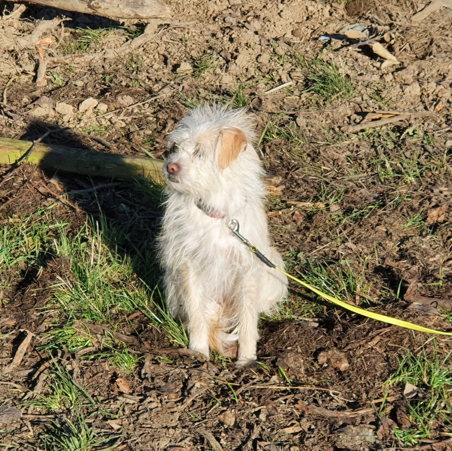Trüffelhund Parsson-Terrier-Mix Milly ParsonRusselTerrierMix sitzend mit gleber hundeleine und halsband