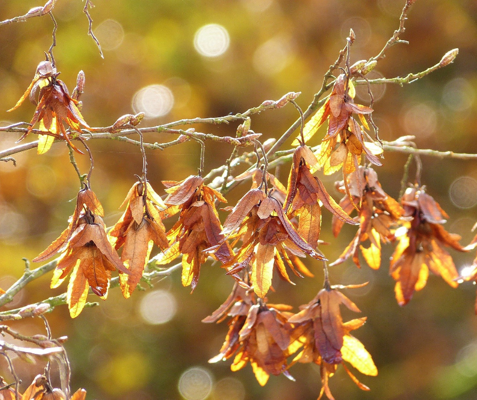 Fruchtsstände der Hainbuche hängen an Zweigen