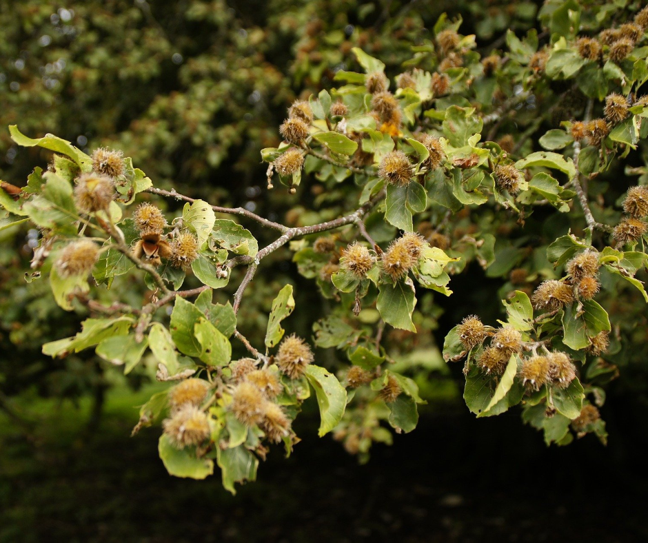 Zweige der Rotbuche voll mit fast reifen Bucheckern
