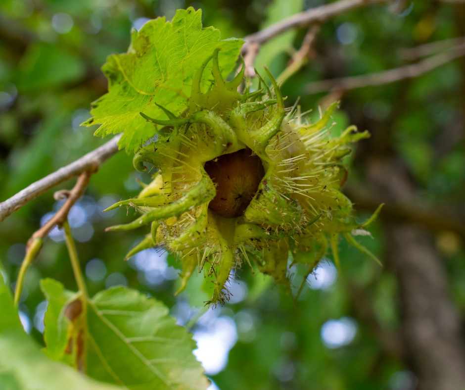 Haselnuss noch in der grünen Hülle. Hängt  an der Baumhasel.
