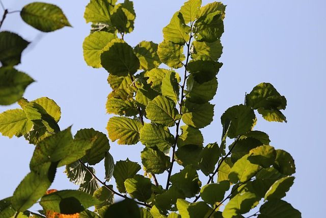 Nahaufnahme Edelhasel (Corylus avellana) vor blauem Himmel; Trüffelbaum-Hybrid für kombinierte Nuss- & Trüffelernte.