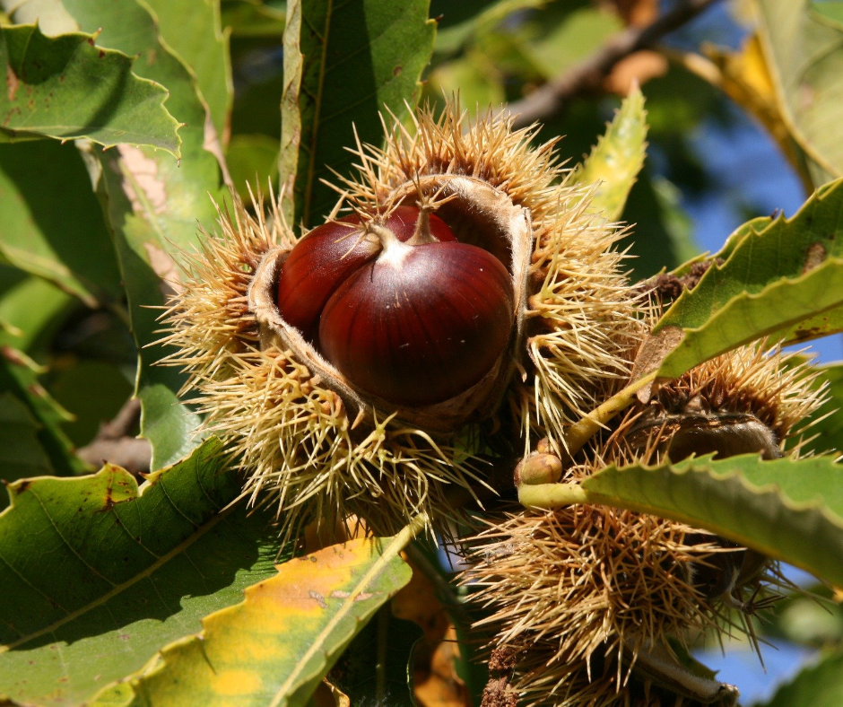 morone, esskastanie ist noch in der schale und hängt an der kastanie