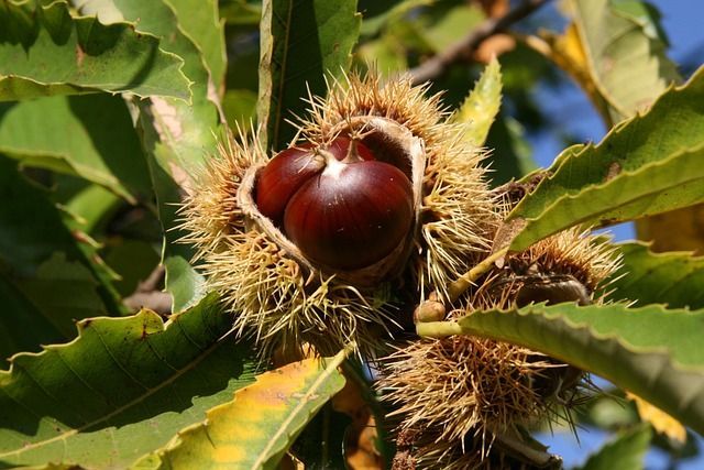 Nahaufnahme einer geöffneten, stacheligen Fruchthülle einer Edelkastanie am Baum mit einer reifen Marone und grünen Blättern.