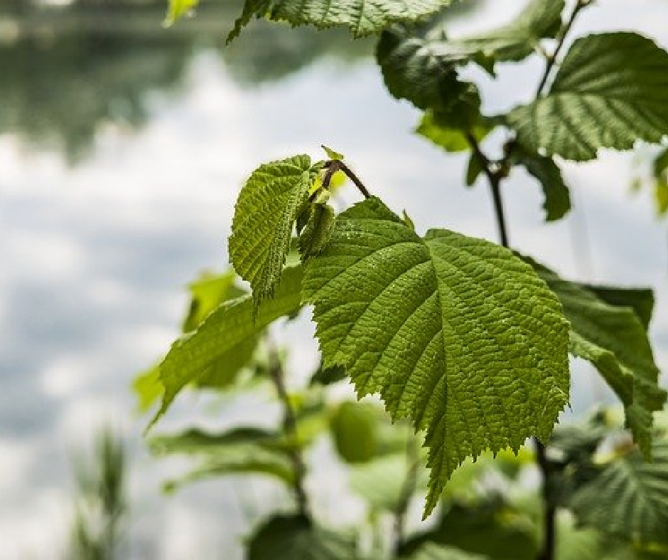 grüne Blätter von der Haselnuss