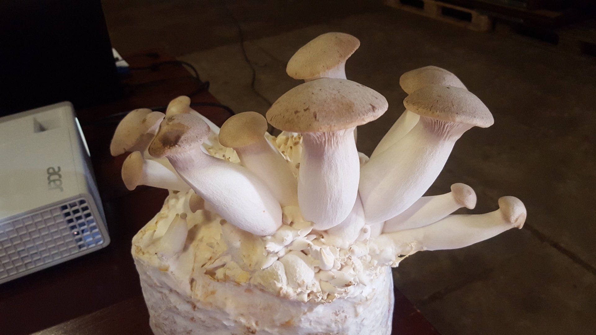 kräuterseitling auf substratblock . große fruchtkörper