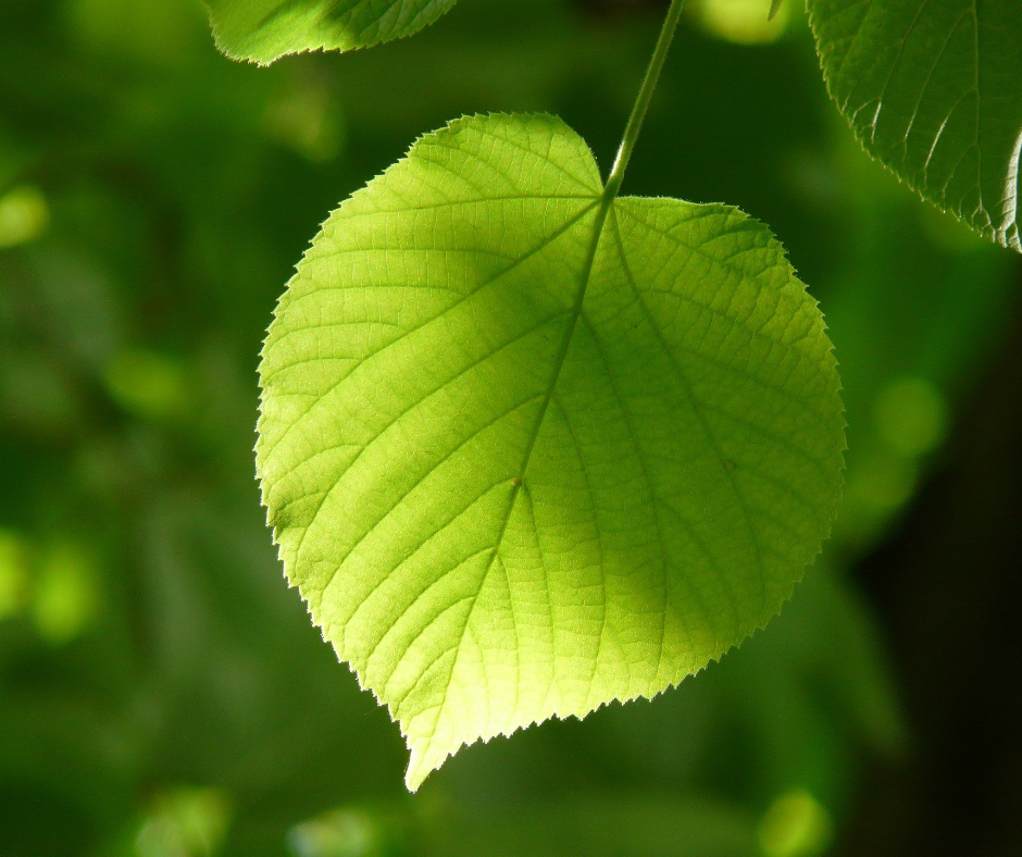 hellgrünes lindenblatt hängt am baum