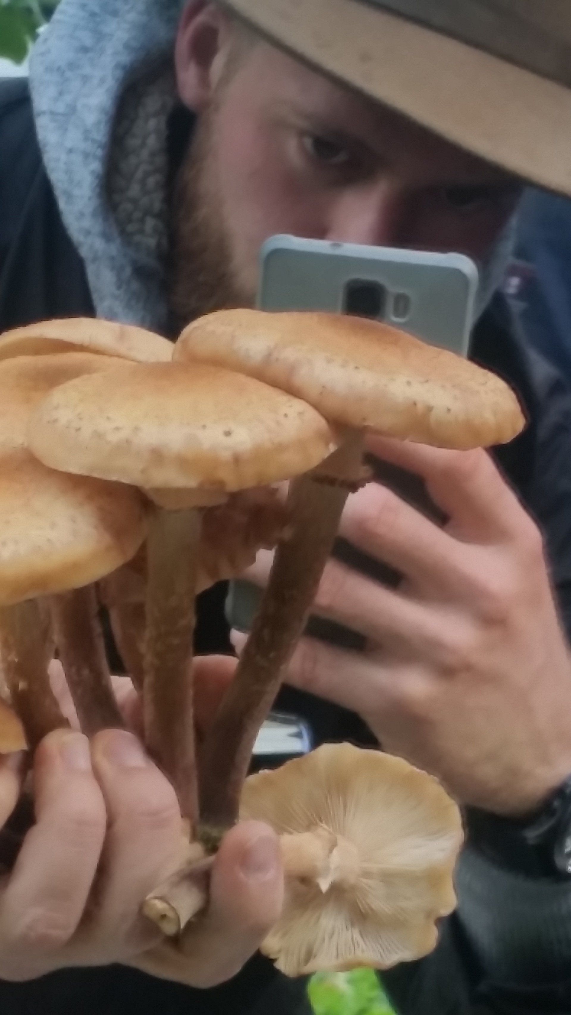 pilzschüler fotografiert hallimasch mit handy