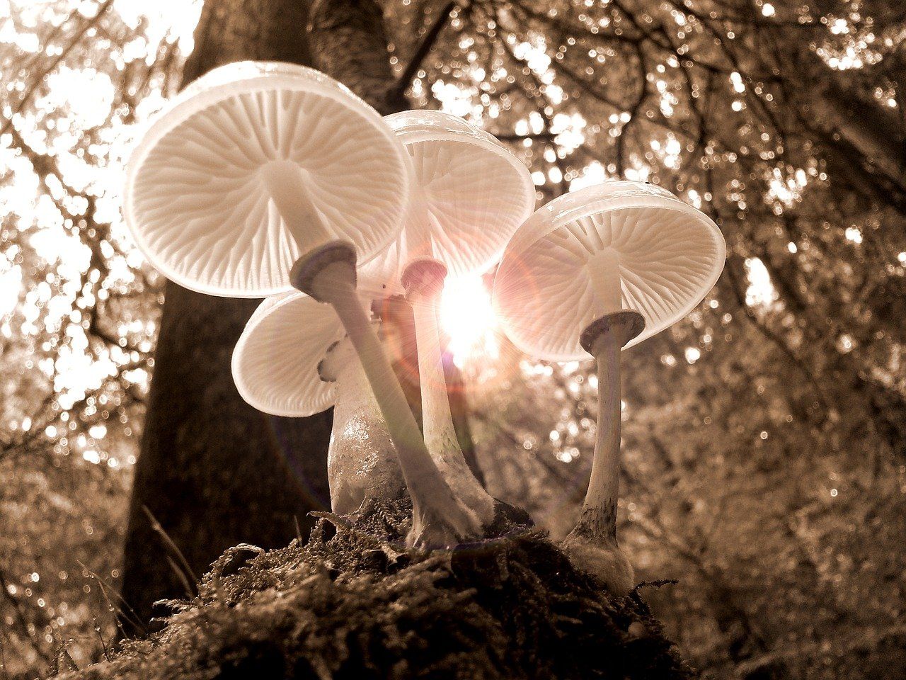pilze im wald, sonne scheint hindurch