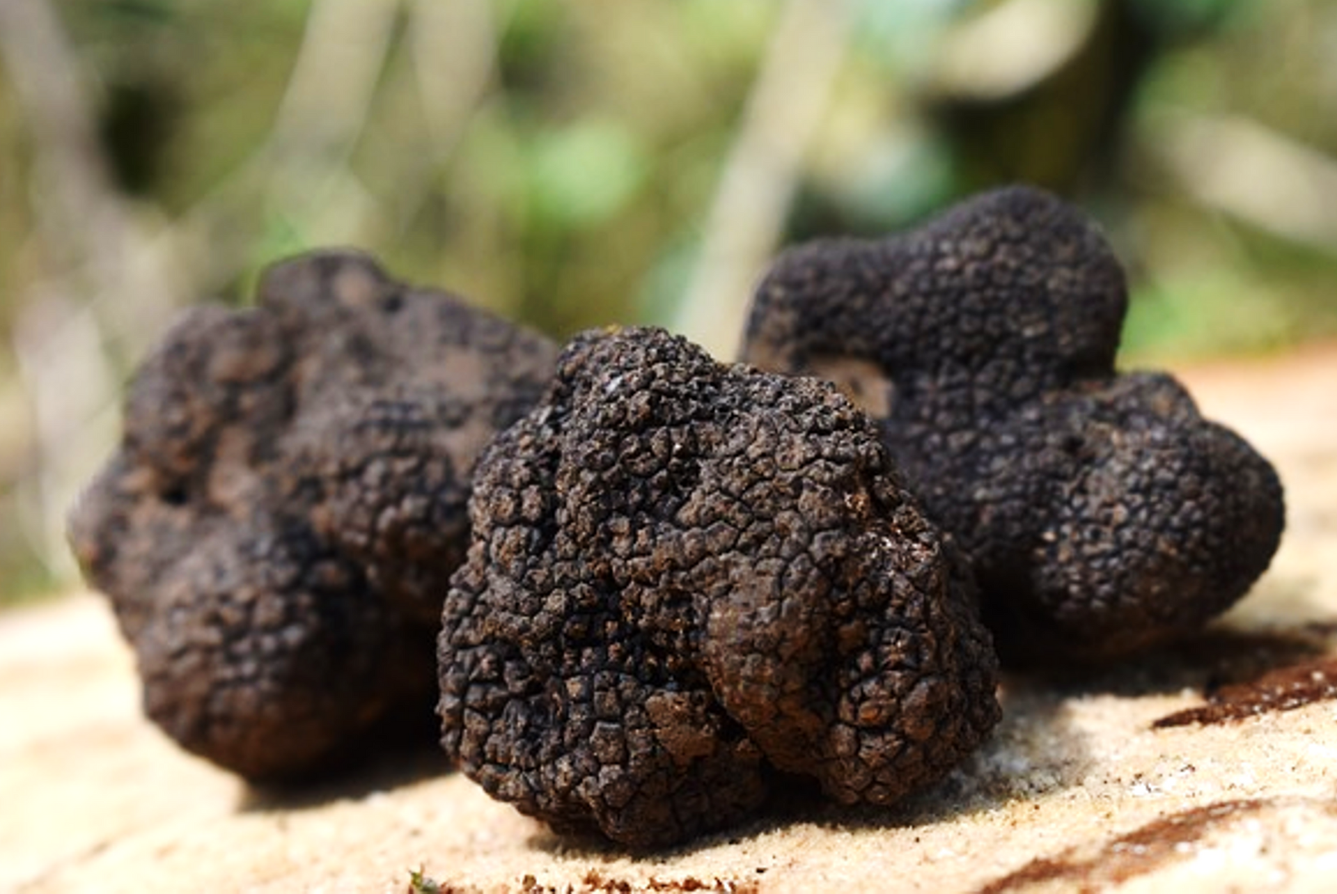 drei große Burgundertrüffel liegen nach der Ernte im sandigen Boden