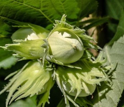 grüne Blätter von der Haselnuss