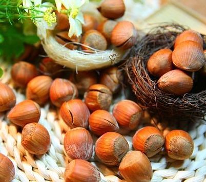 geerntete Edelhaselnüsse aus dem Ertragsanbau liegen auf dem Tisch. Einige in Weidenkörbchen