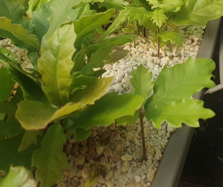 blatt von der roteiche, grün mit roten rändern gefärbt