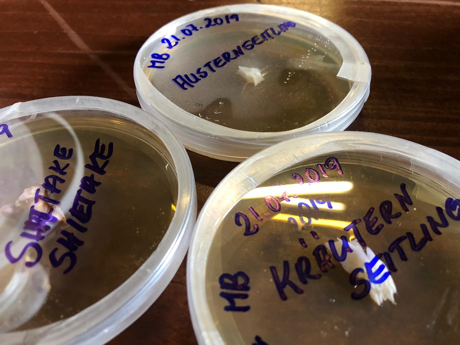 3 petrischalen mit pilznahrung, agaragar. anfang der vermehrung von pilzmyzel