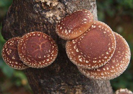 shiitake an holz aus eigener zucht