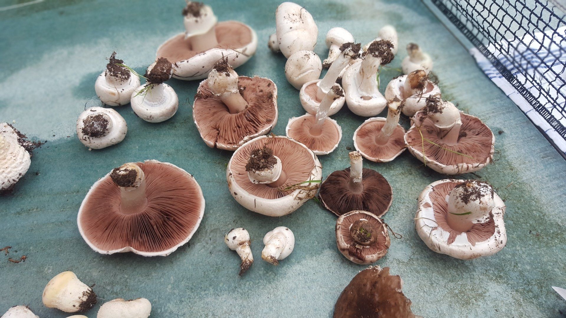 viele in der natur gesammelte champignons