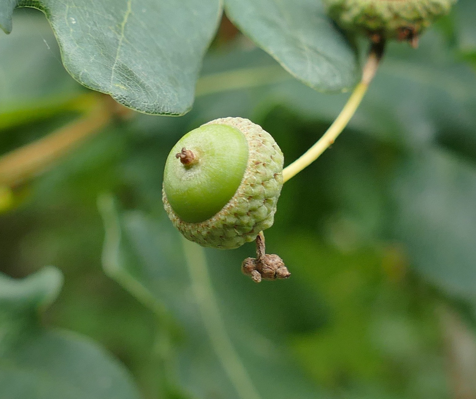 noc unreife Eichel der Stieleiche