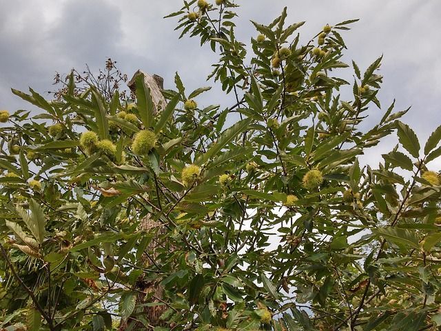 Nahaufnahme Maronenbaum (Castanea sativa) mit Esskastanien an Zweigen vor herbstlichem Himmel mit blauen Wolkenlücken.