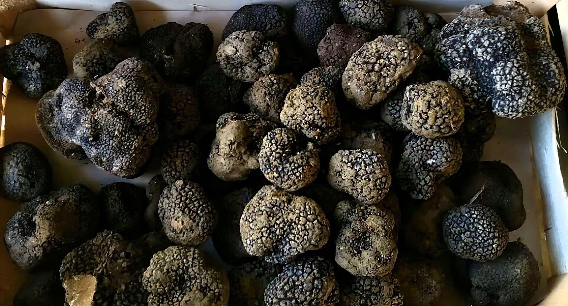 Viele frisch aus dem Boden gehobene Fruchtkörper vom Burgundertrüffel liegen auf dem Tisch.