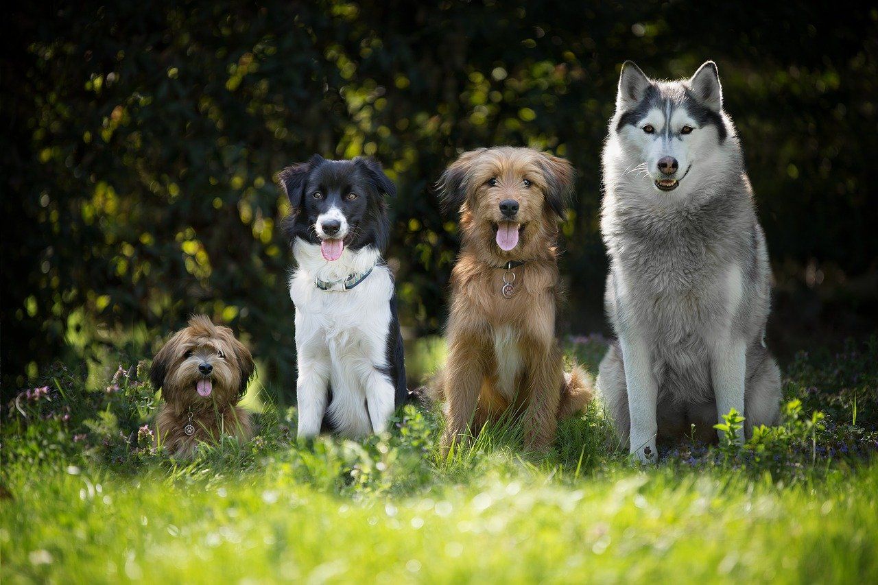 4 hunde sitzen nebeneinander. kleiner hund bis großer hund, unterschiedliche Rassen