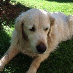 Hund James
