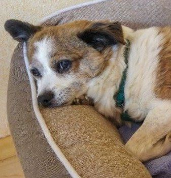 Hund Lucero