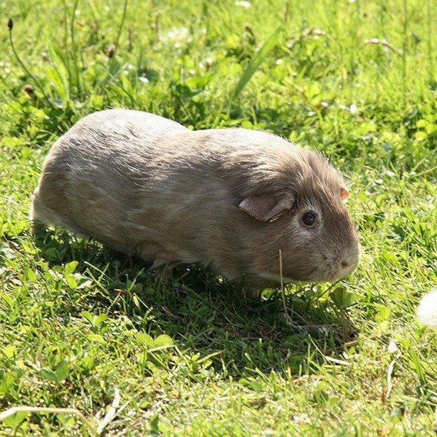 Meerschwein Wurzel