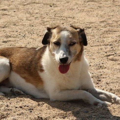 Hund Chiyo