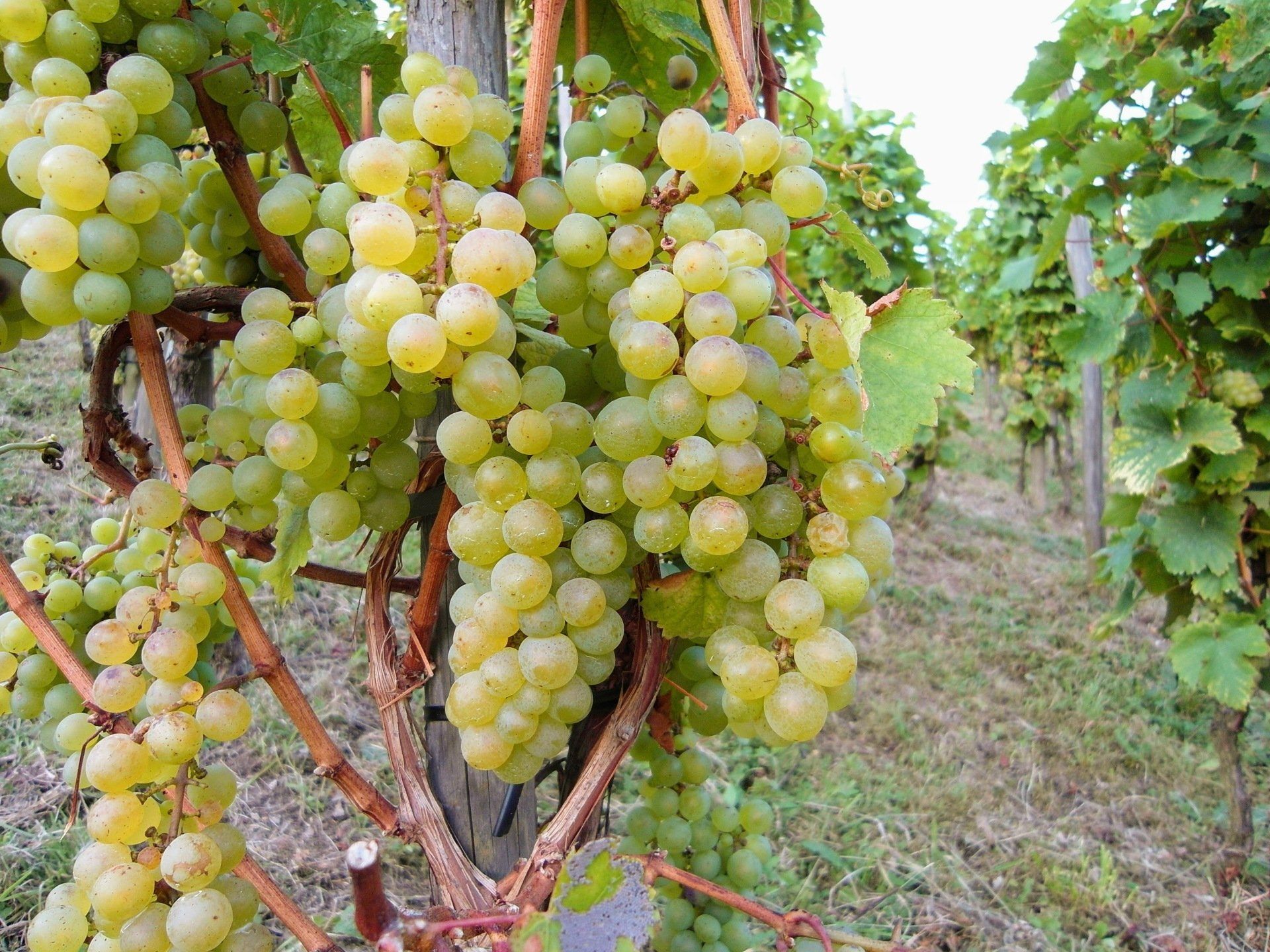 Weintrauben, Weinlese, Oberdollendorf
