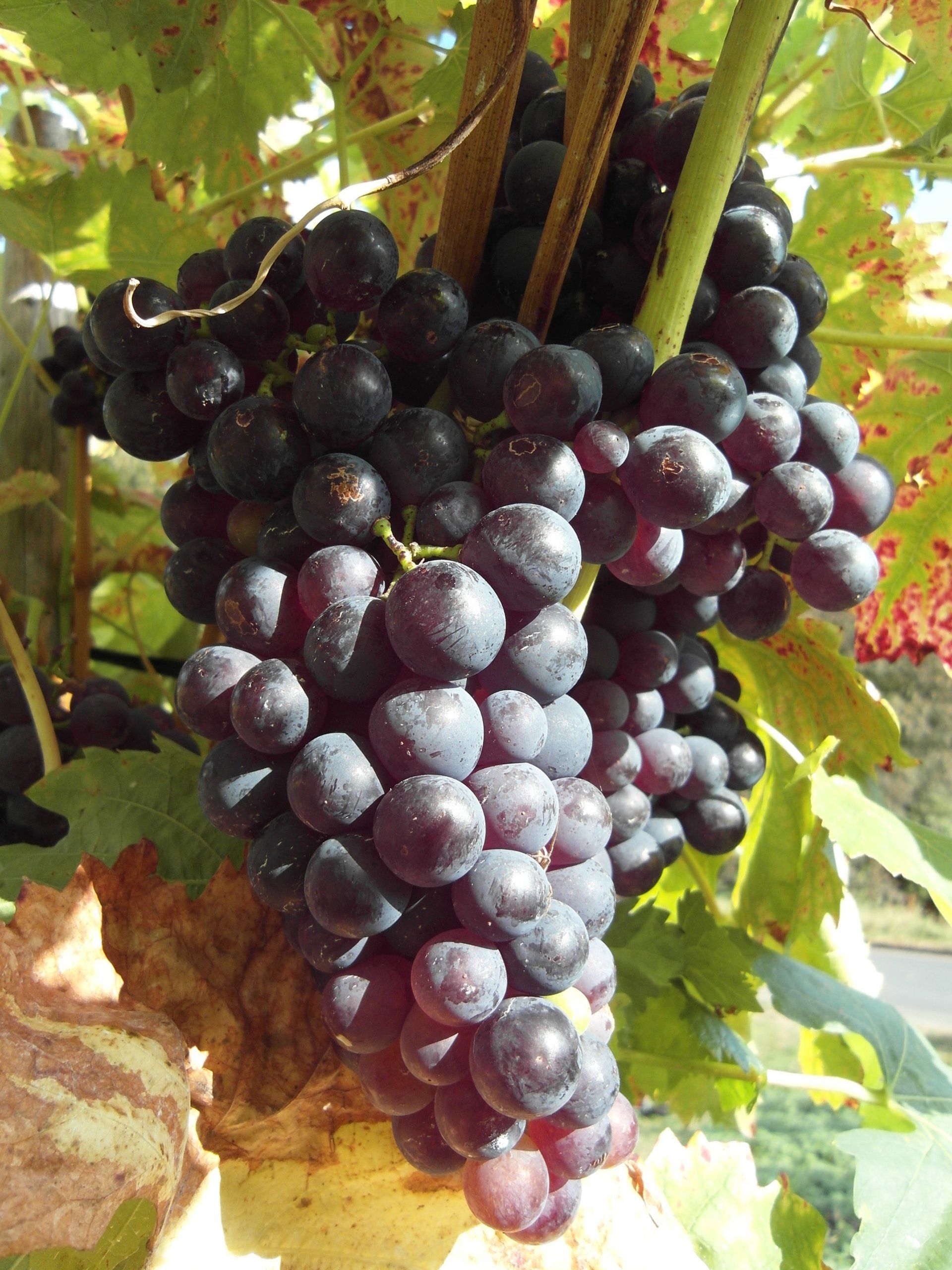 Weintrauben, Heisterberg, Weinlese