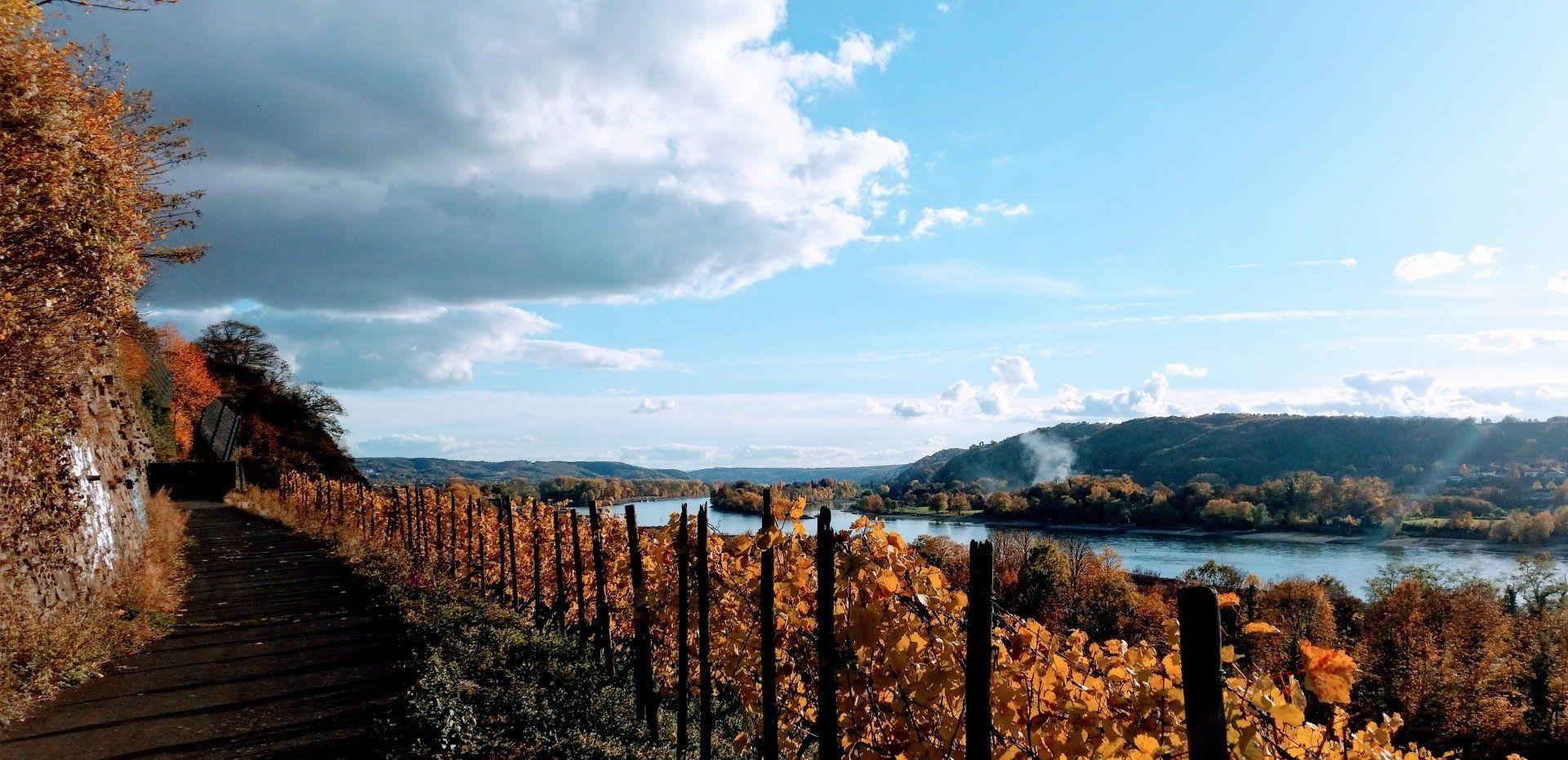 Weinberge, Drachenfels, Rhein, Süden