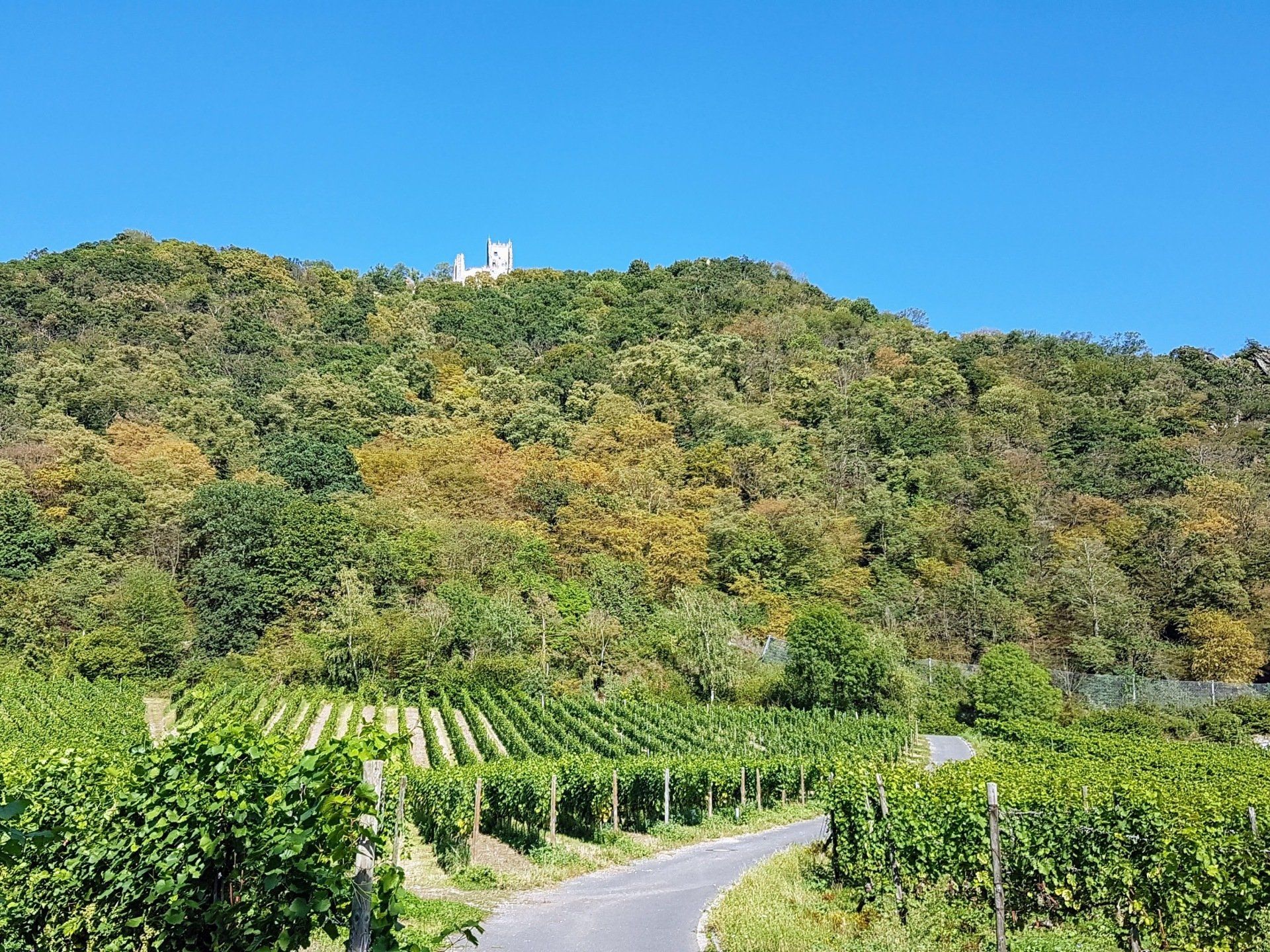 Weinberge, Drachenfels, Rebanlagen