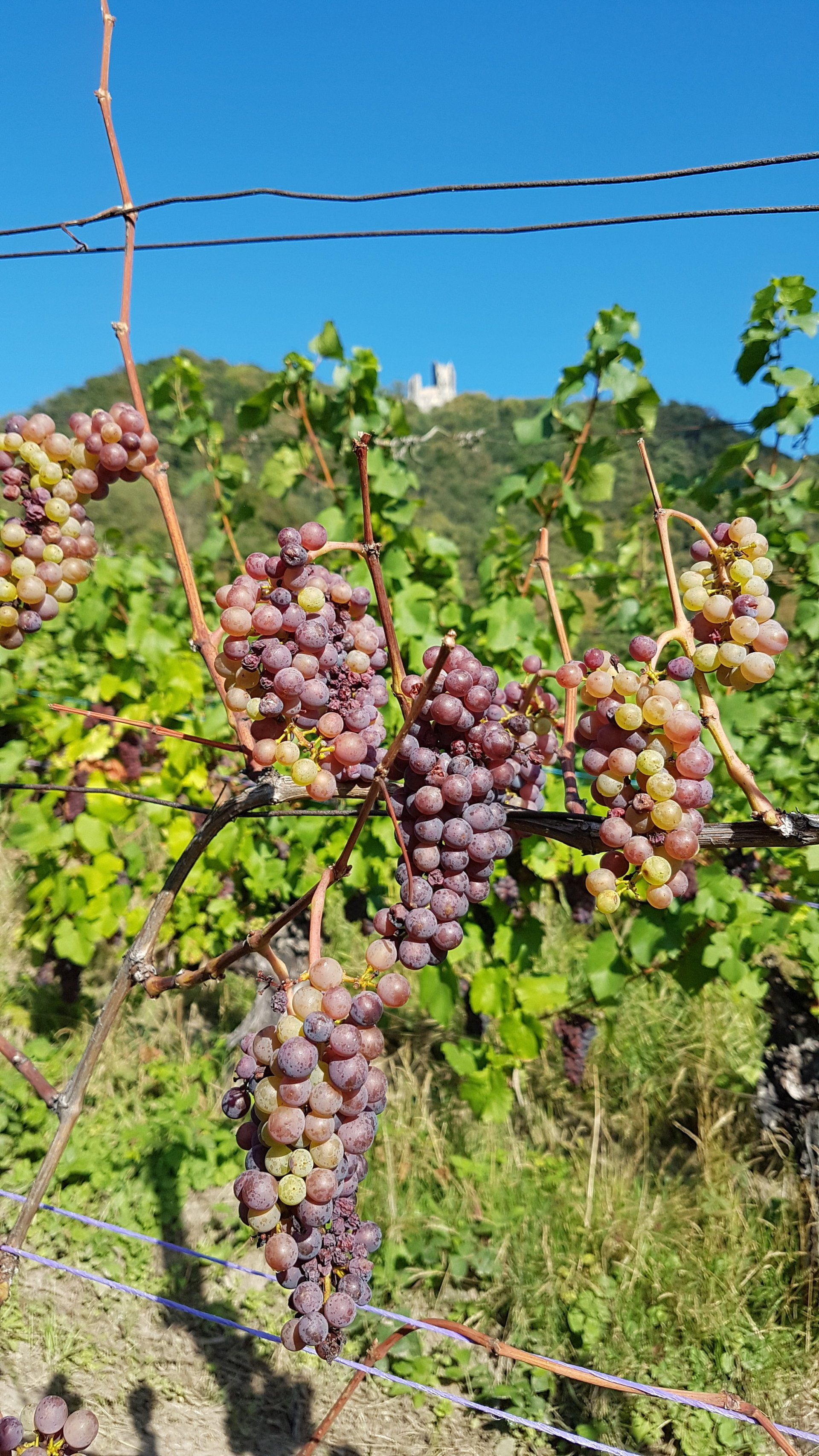 Trauben, Weinberge, Drachenfels, Rhöndorf