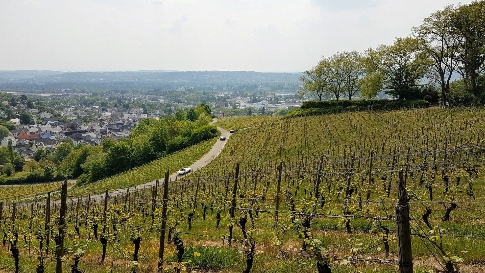 Weinberge, Aussichtspunkt Hülle, Oberdollendorf