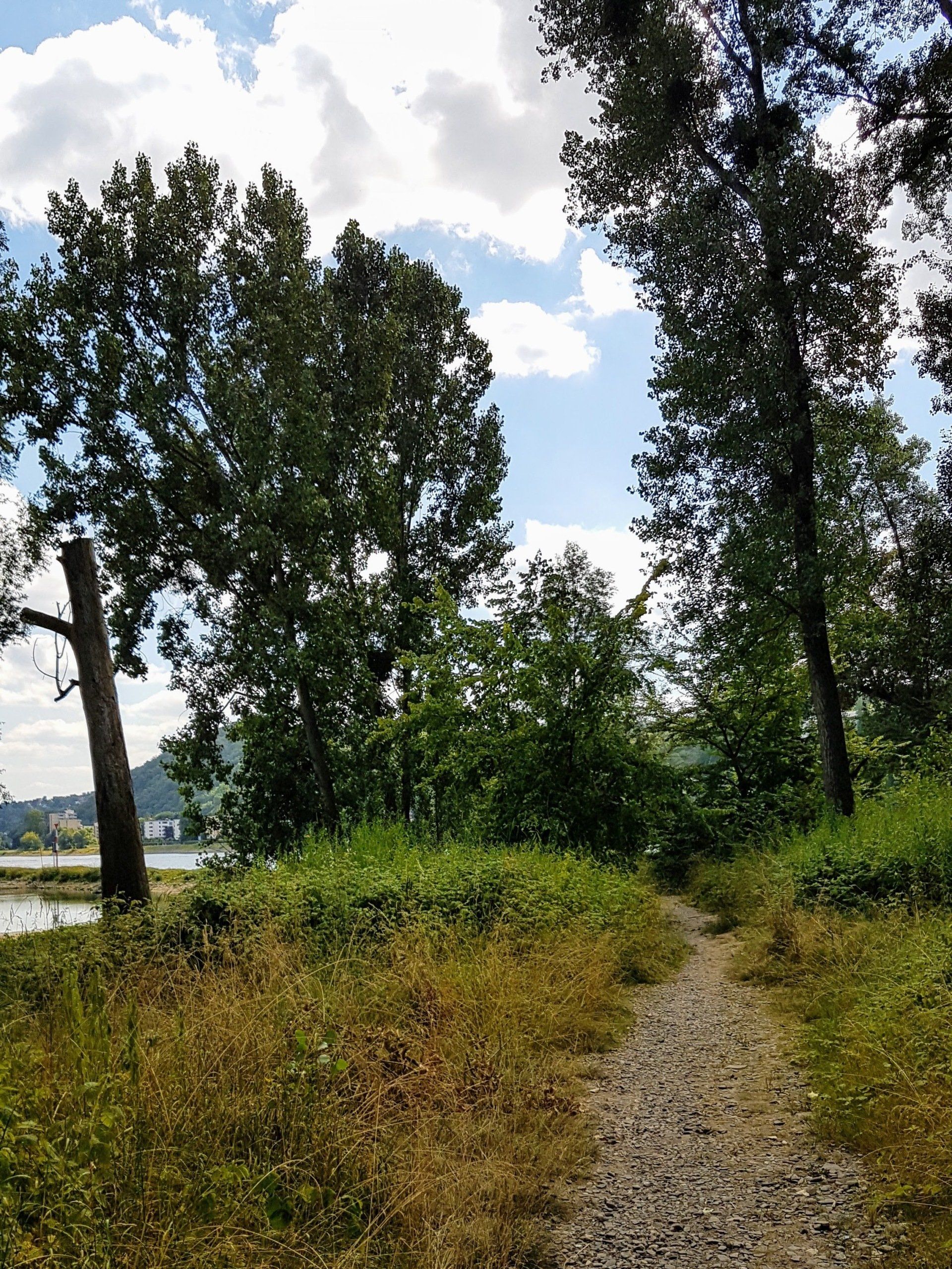 Uferbereich vor der Südspitze von Grafenwerth